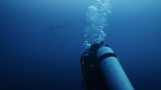 Anna and the Thresher Shark