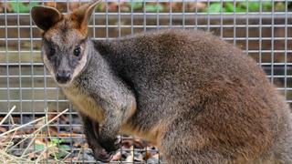 Wallaby in the City
