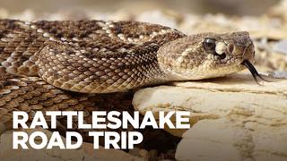 Rattlesnake Road Trip