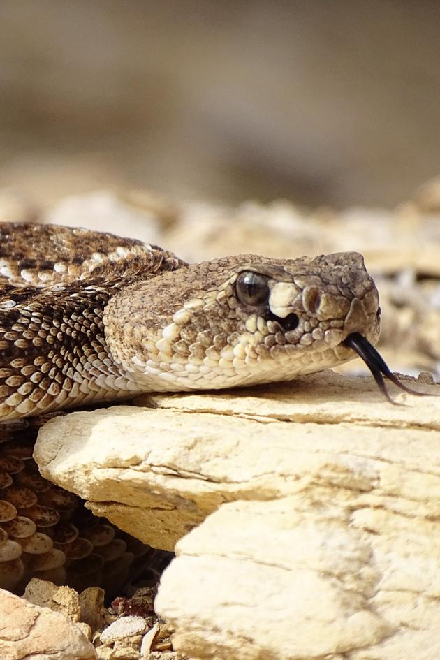 Rattlesnake Road Trip