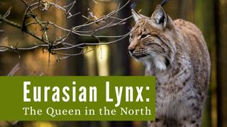 Eurasian Lynx: The Queen in the North