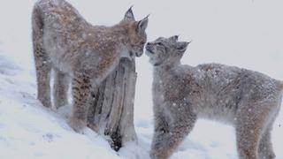 Eurasian Lynx: The Queen in the North