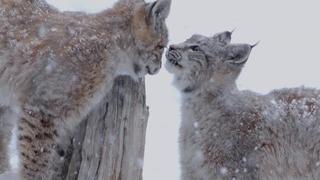 Eurasian Lynx: The Queen in the North