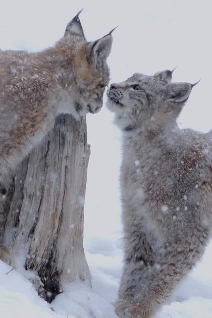 Eurasian Lynx: The Queen in the North