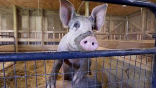We've Got Pig Problems