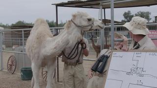 Mustangs and Camels Mustangs and Camels