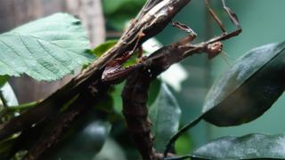 Beloved Bugs Beloved Bugs