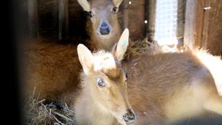 Fawns Become Friends