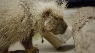 Porcupine Blind Date