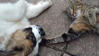 Funny Puppies Funny Puppies