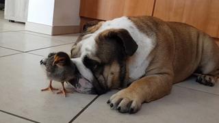 Wide World of Animals Wide World of Animals