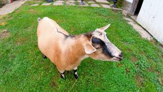 Behind Friend-emy Lines Behind Friend-emy Lines