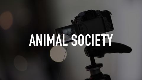 Animal Society