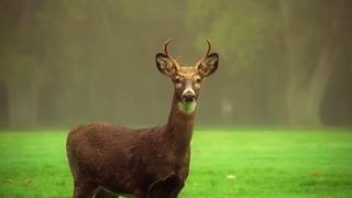 Hooved animals Hooved animals