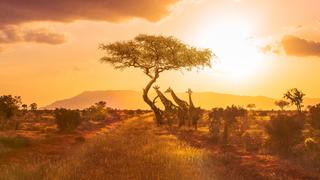 Work on the Wild Side