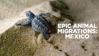 Epic Animal Migrations: Mexico