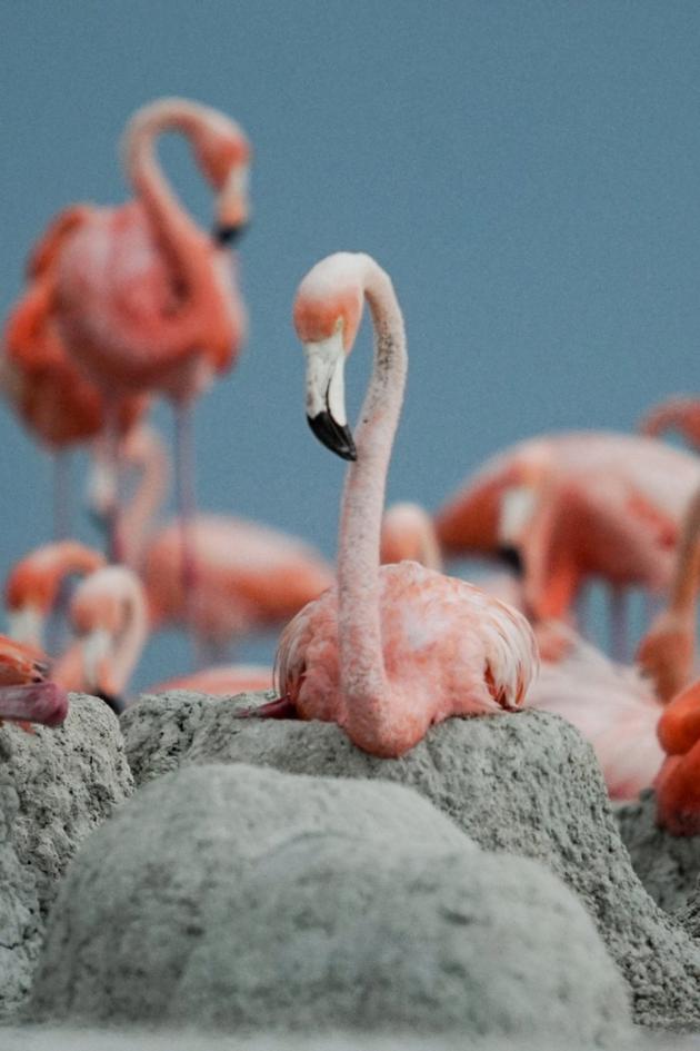 Epic Animal Migrations: Mexico