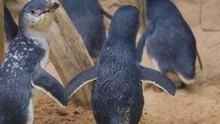 Penguins in Love
