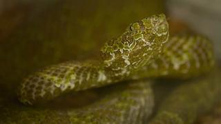 Great Snakes! Great Snakes!