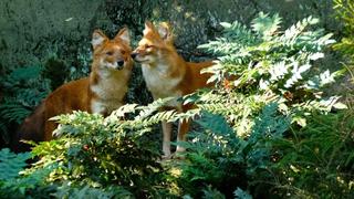 Wild Dogs on the Move Wild Dogs on the Move