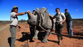 Rare Rhinos Rare Rhinos