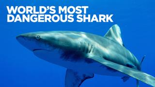 World's Most Dangerous Shark