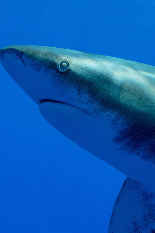 World's Most Dangerous Shark