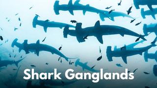 Shark Ganglands