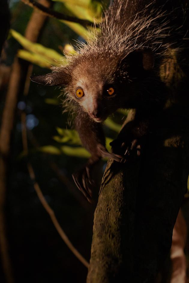Madagascar: Africa's Galapagos