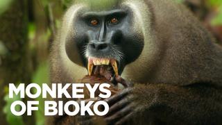 Monkeys of Bioko