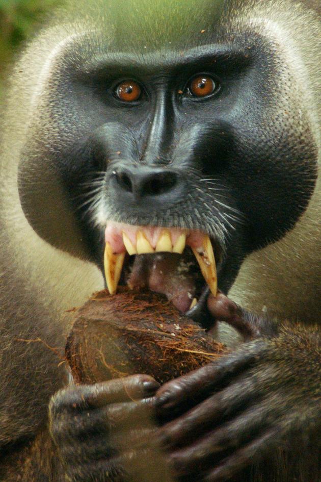Monkeys of Bioko