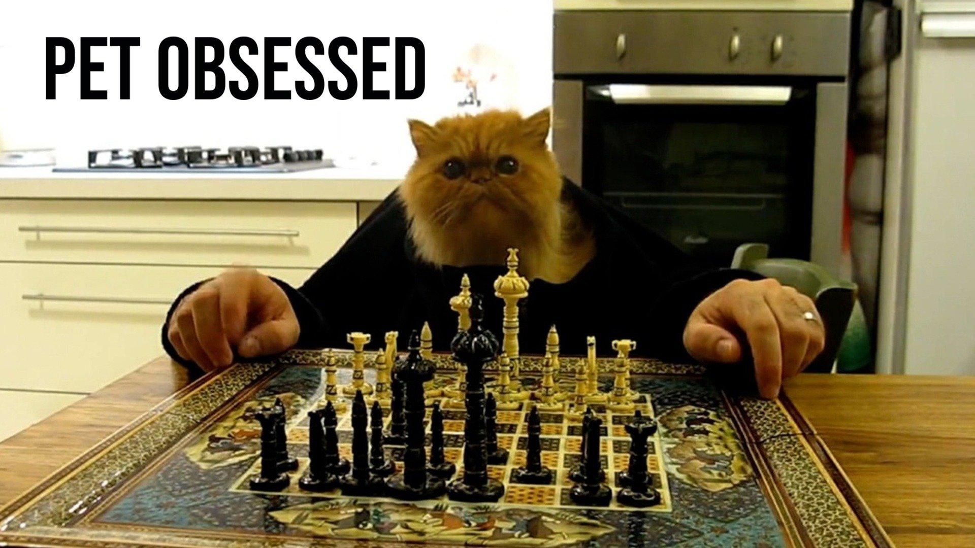 Watch Pet Obsessed Streaming on Philo for Free