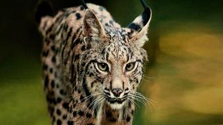 Saving the World's Most Endangered Cat