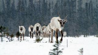 Making the Wild Canadian Year