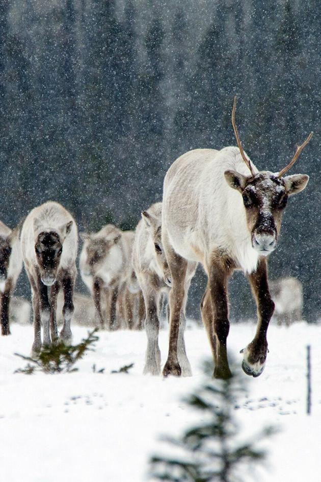 The Wild Canadian Year