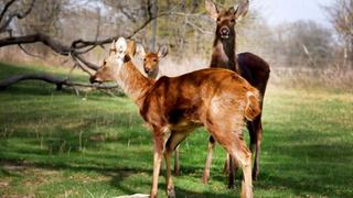 Stag Poaching