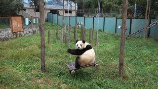 Here They Pun! Here They Pun!