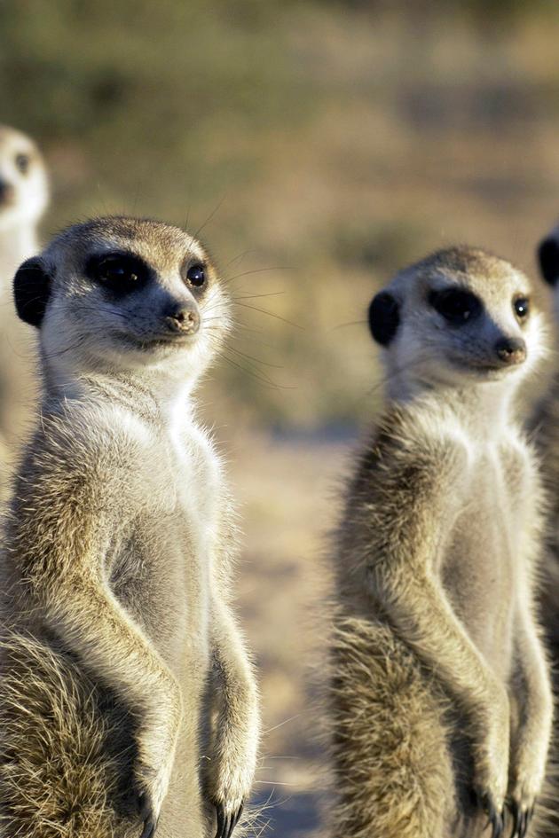 Meerkat Manor