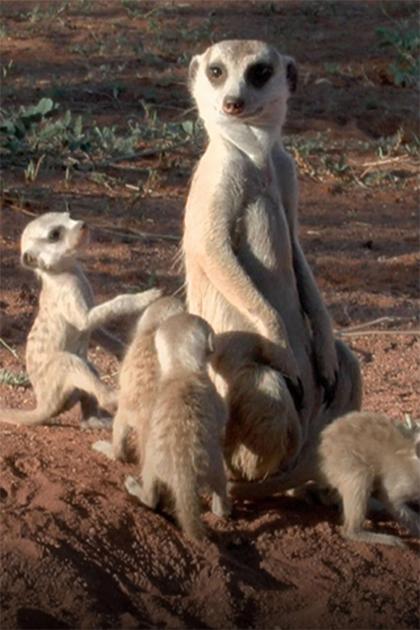 Meerkat Manor