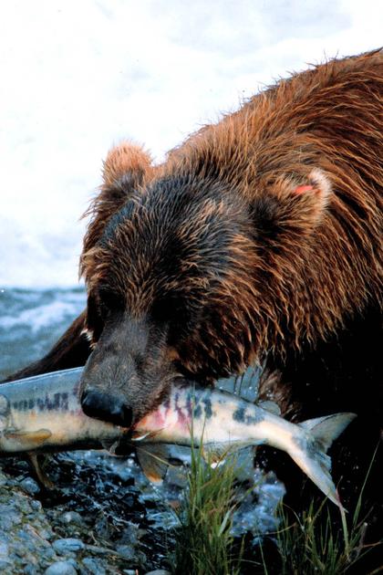 Animal Battlegrounds