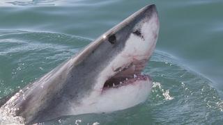 Air Jaws: Ultimate Breach Off