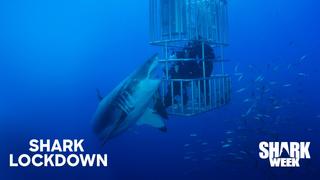 Shark Lockdown