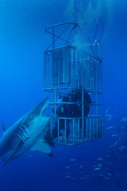 Shark Lockdown