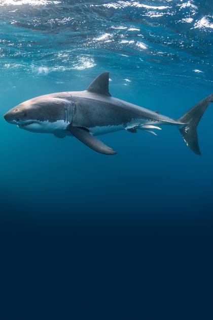 Great White Double Trouble