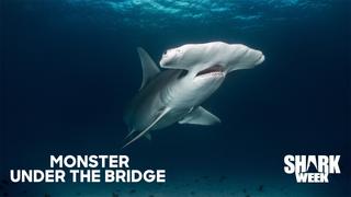 Monster Under the Bridge