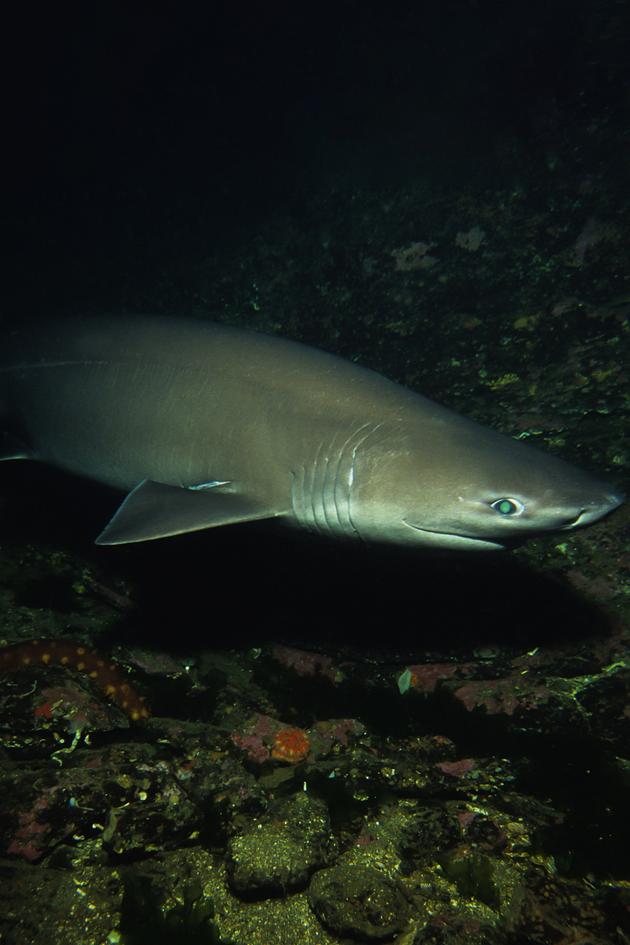 Alien Sharks: First Contact