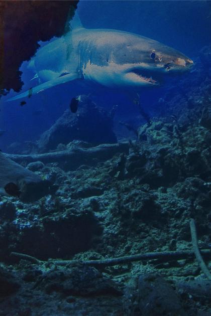 Lair of the Great White