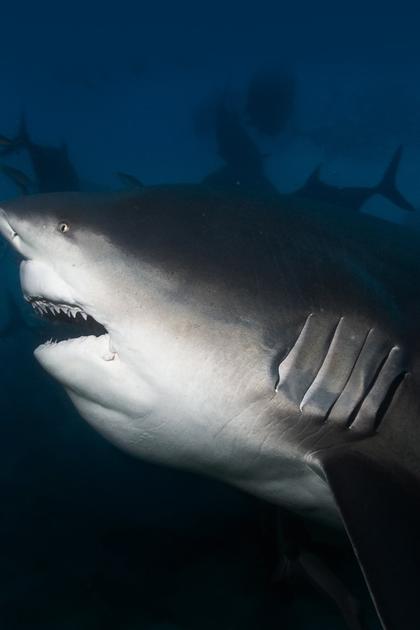 I Was Prey Shark Week 2