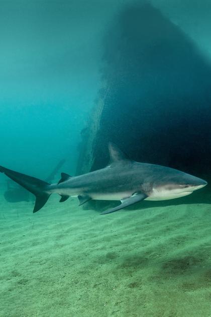 Sharks of Ghost Island
