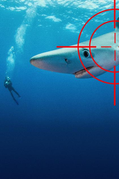 Sharks Gone Wild 3